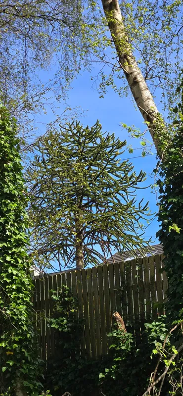 View from nature path near scotstoun