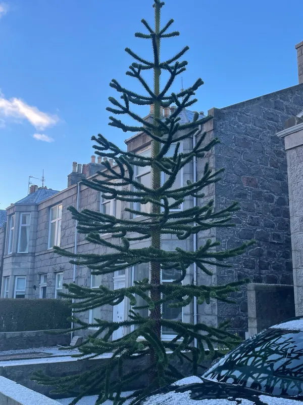 Monkey puzzle tree image