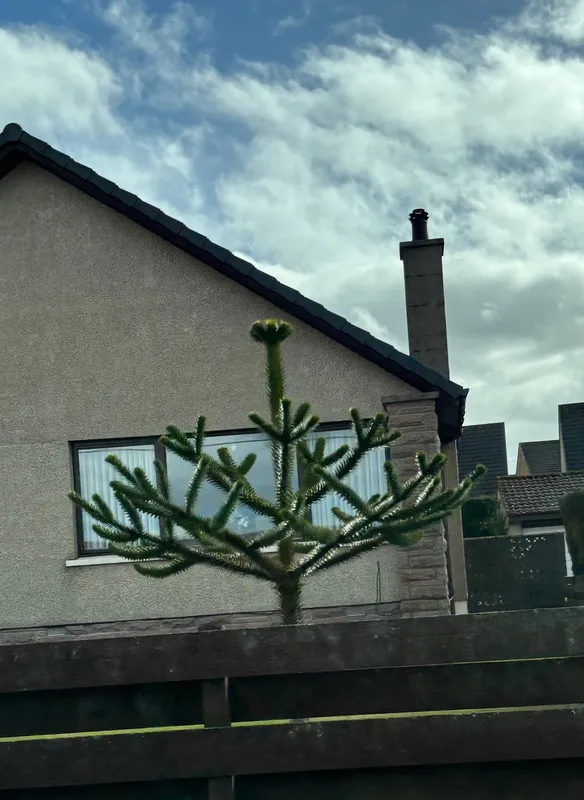 Monkey puzzle tree image