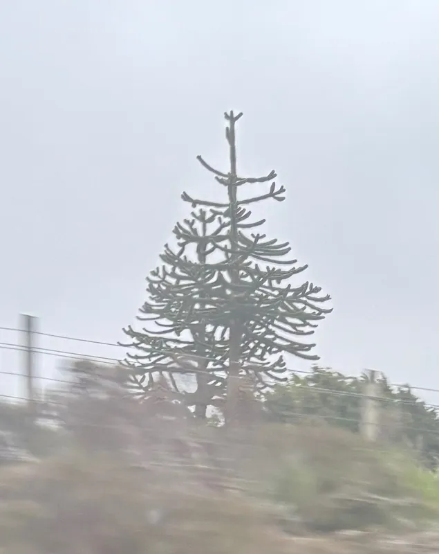 Monkey puzzle tree image