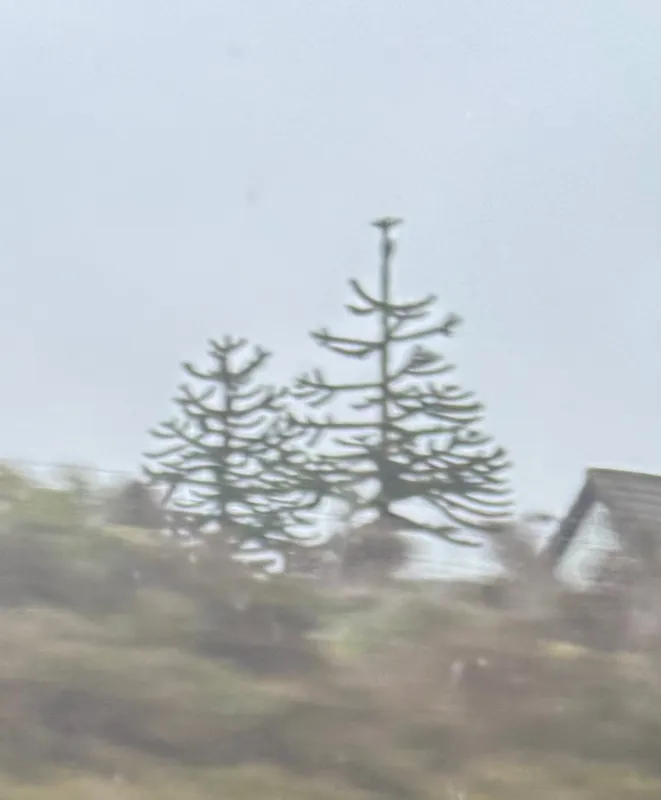 Monkey puzzle tree image