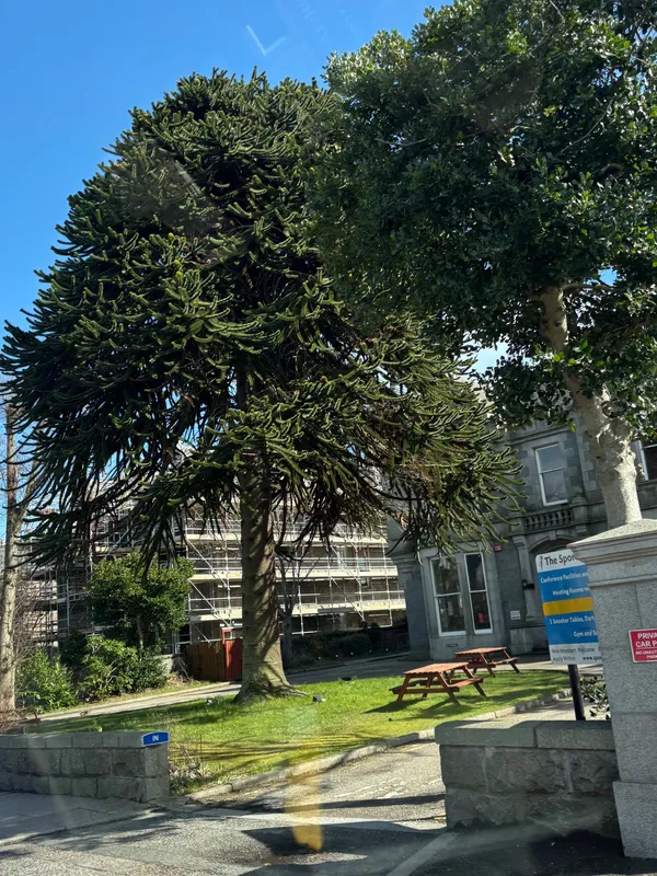 Monkey puzzle tree image