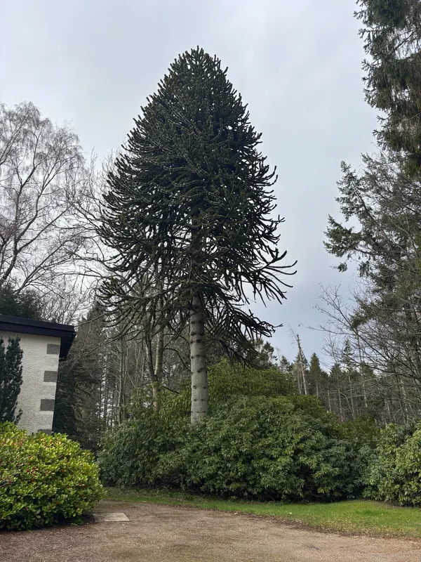 Monkey puzzle tree image