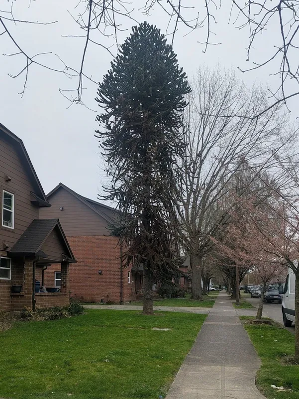 Low branches and narrow form on a teenager specimen