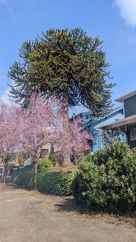 A fine teenage specimen