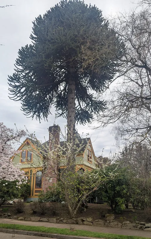 Tall, Dark and Handsome