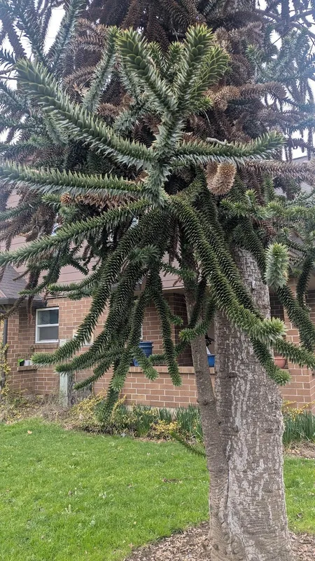 Low branches and narrow form on a teenager specimen