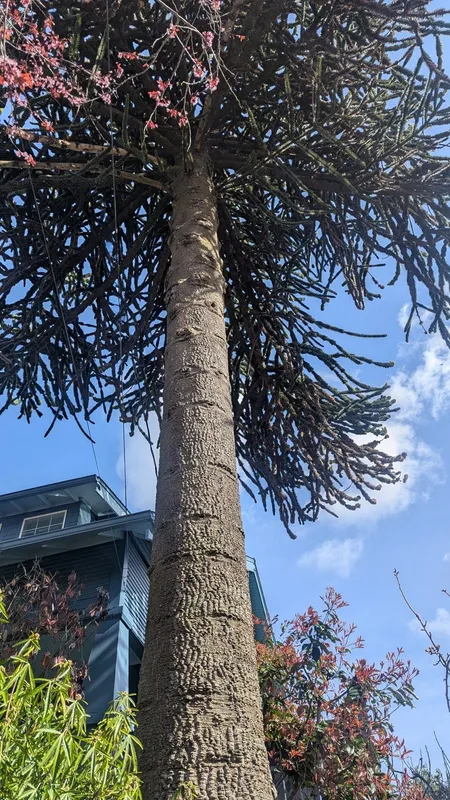 A fine teenage specimen