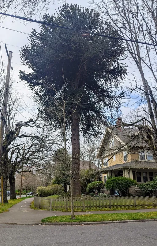 Fabulous Giant of Flanders Street, Portland OR USA