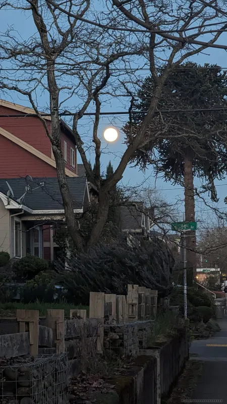 Monkey Puzzle in the Full Moonlight