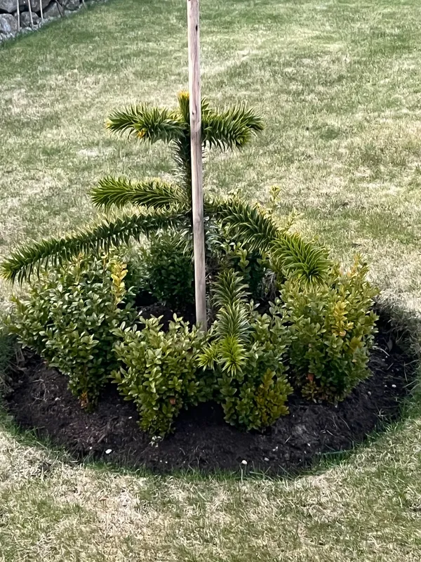 Baby tree in Chapelton