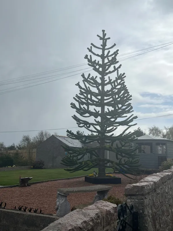 Bob’s Garage neighbour 