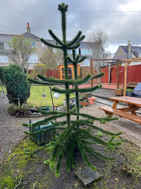 Sister of Already sighted 