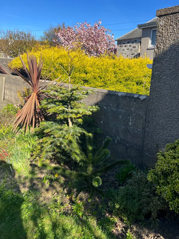 Grandma’s potted tree 