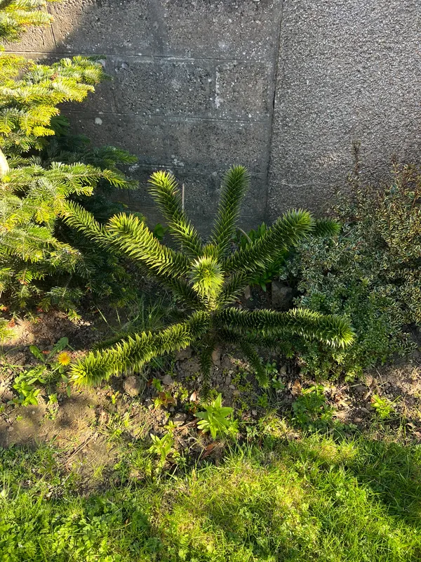 Grandma’s potted tree 