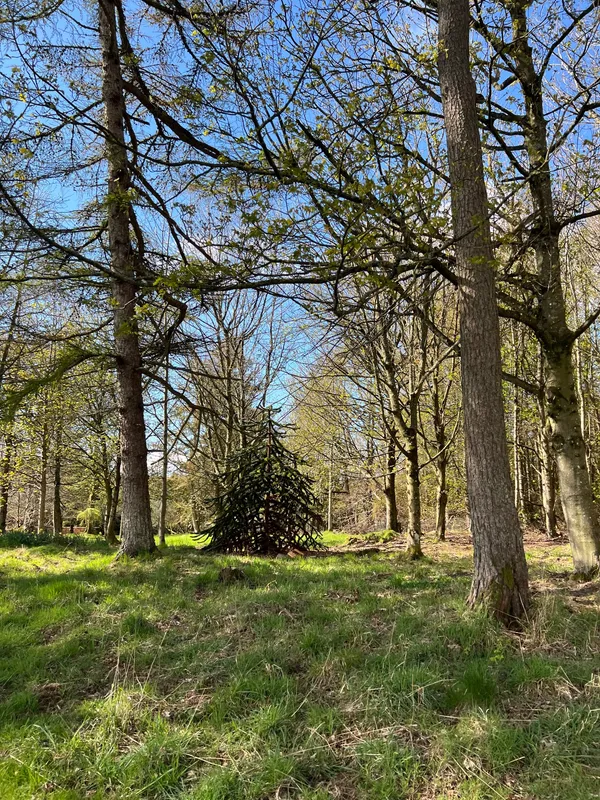 Scraggly Overshadowed 