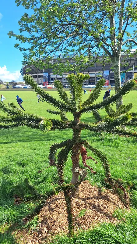 Monkey puzzle tree image