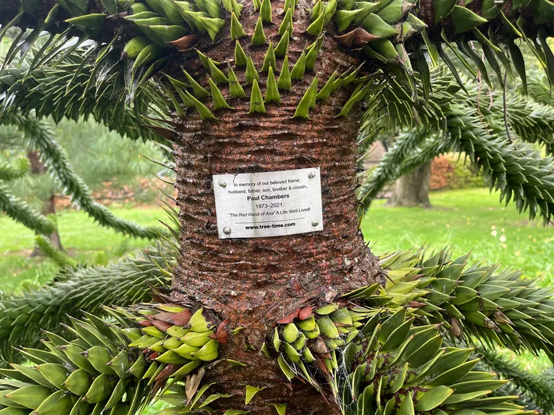 Spylaw teenage monkey puzzle, i.m. Paul Chambers