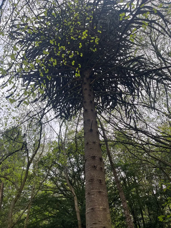The straggly Auracaria of Covenanter’s Woods 