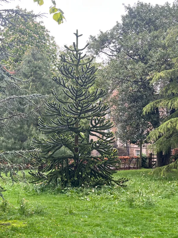 Spylaw teenage monkey puzzle, i.m. Paul Chambers
