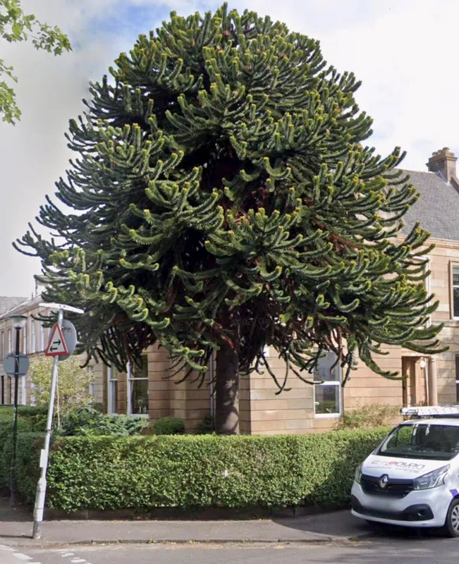 The Strathbungo Monkey Puzzle