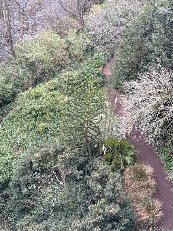 Monkey puzzle tree image