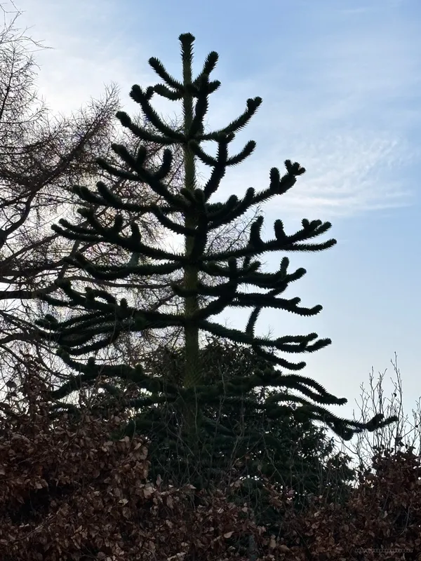 The Stoney Garden Spiker