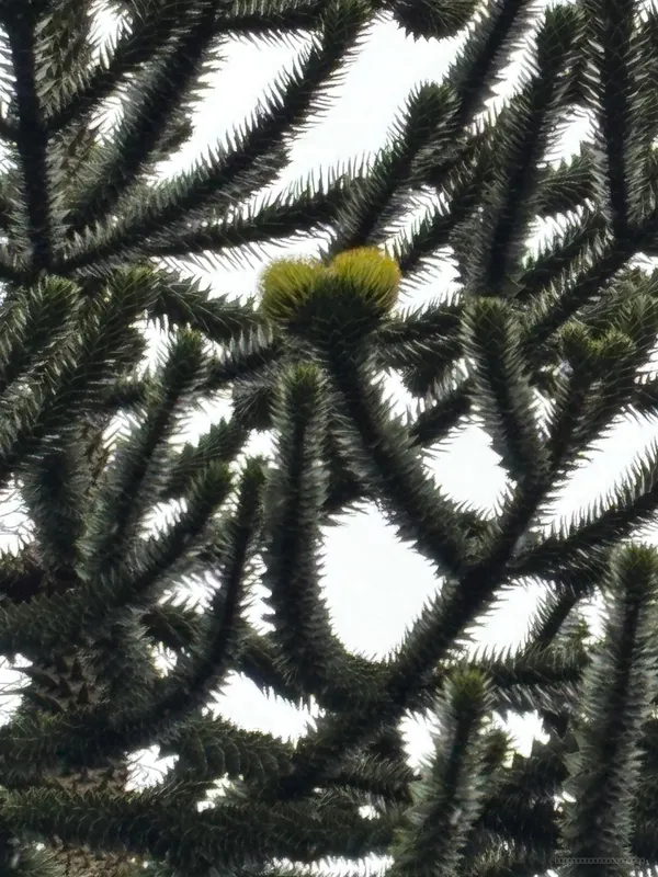 Seaton Park Walled Garden