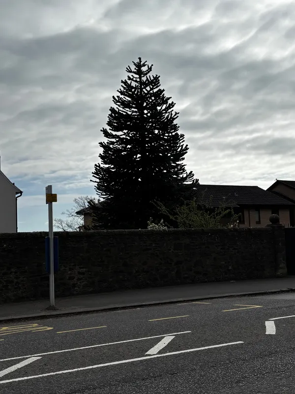 Dundee Rd Dazzler