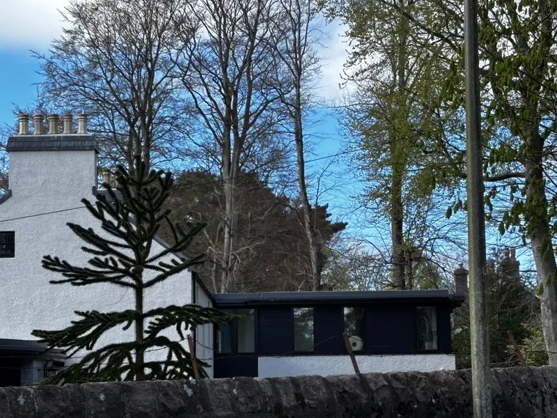 Monkey puzzle tree image