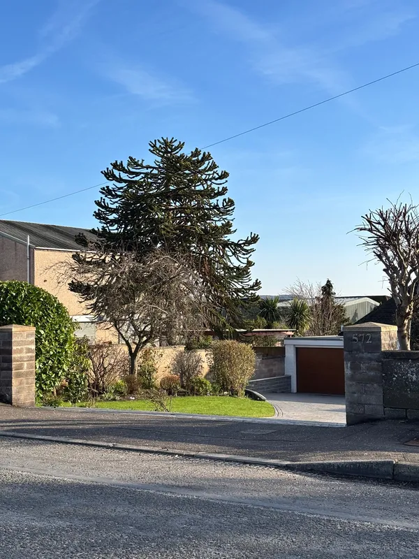 Monkey puzzle tree image