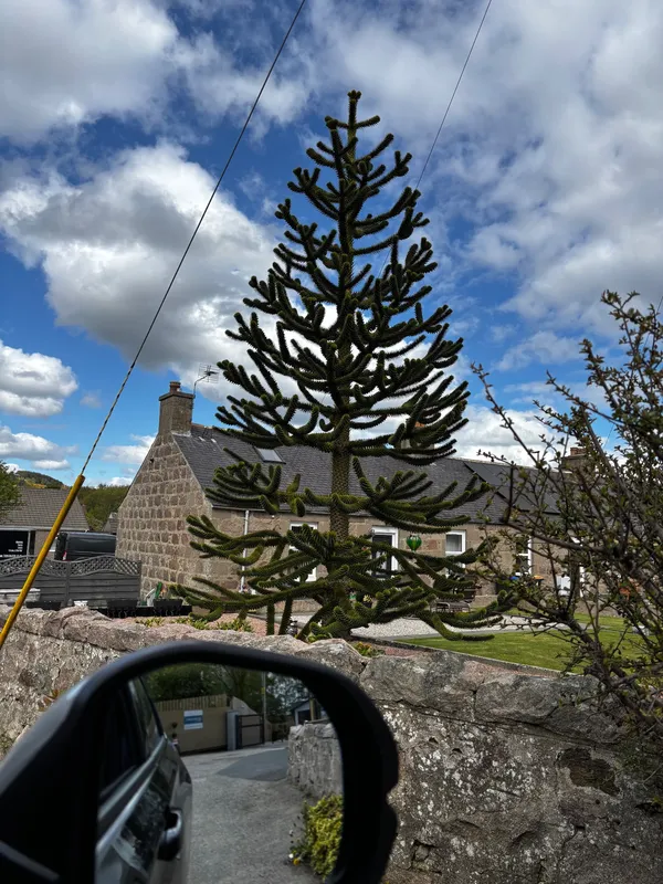 Monkey puzzle tree image