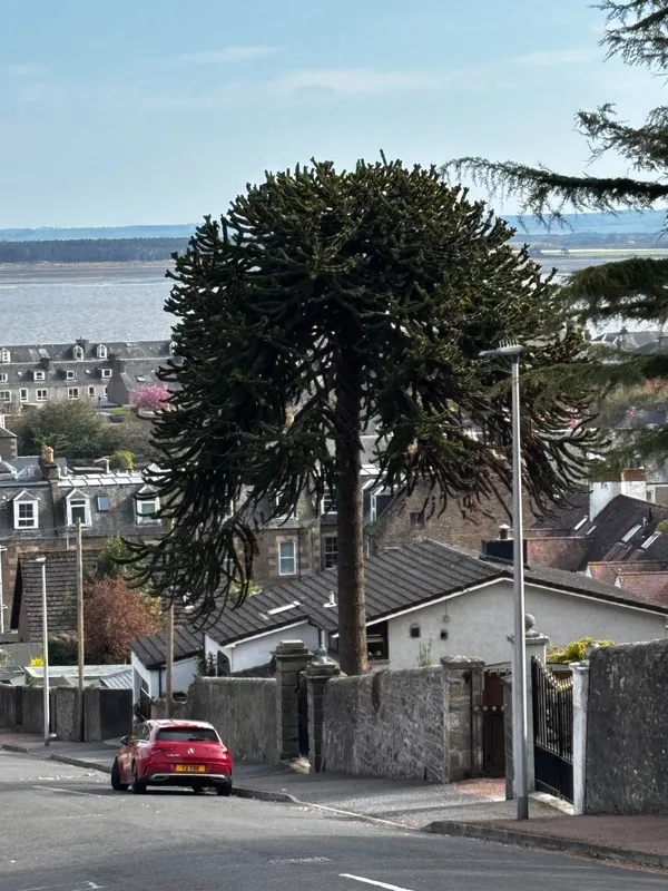 Puzzler with a River Tay view 