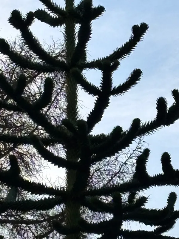 The Stoney Garden Spiker