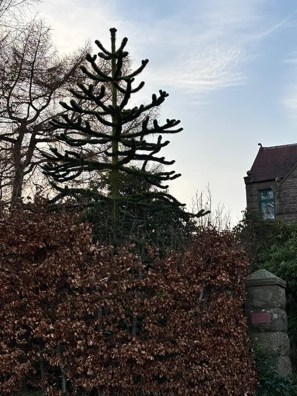 The Stoney Garden Spiker