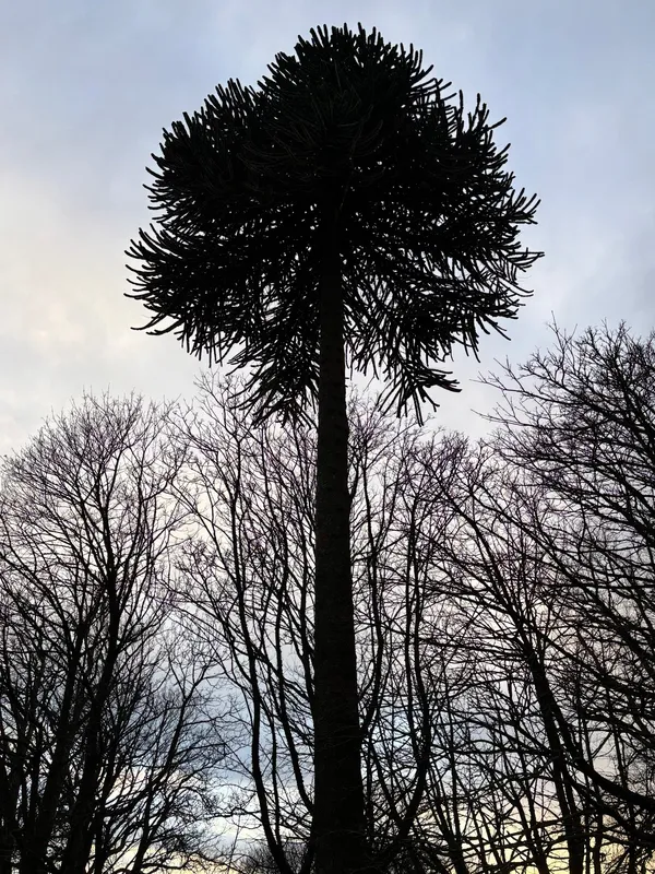 The King of Westburn Park