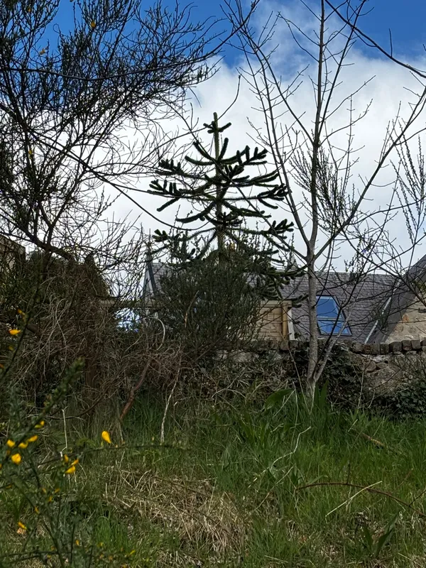 Monkey puzzle tree image