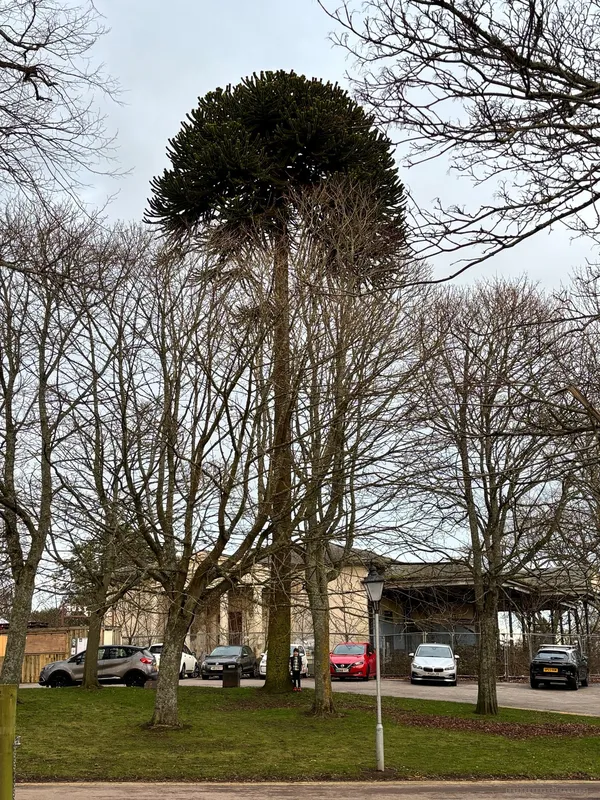 The King of Westburn Park