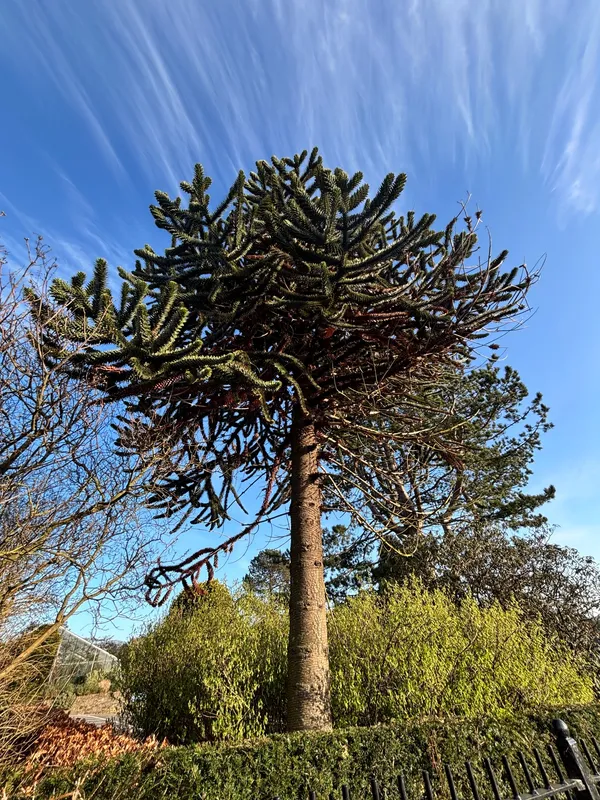 Number 2 Dundee Botanics