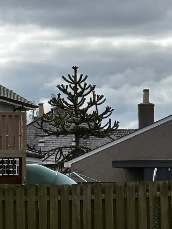 Back garden beauty of Westhill