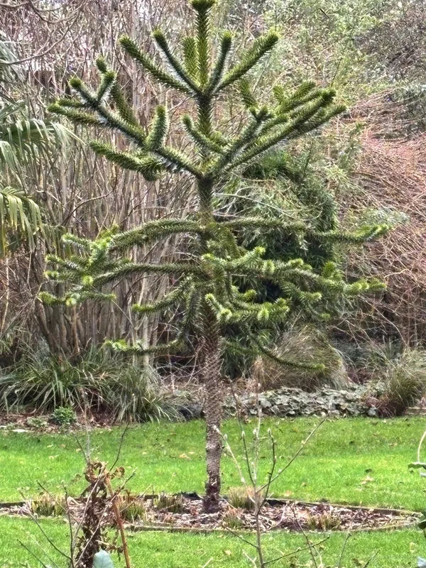 Walled Garden Surprise