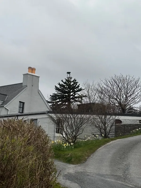 A hardy Shetland puzzler