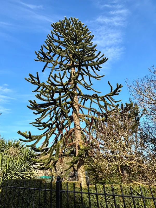 Number 4 Dundee Botanics