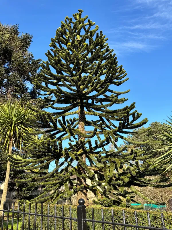 Number 1 Dundee Botanics 