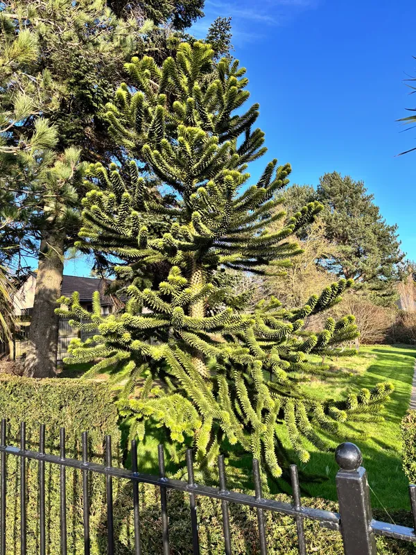 Number 3 Dundee Botanics