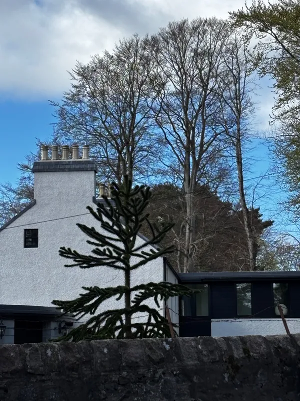Monkey puzzle tree image