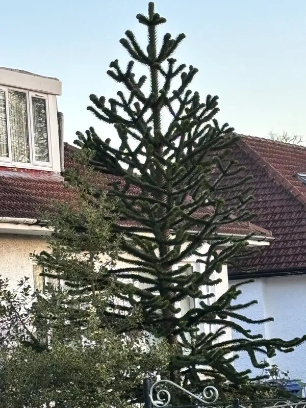 Cheeky Crookston Canopy