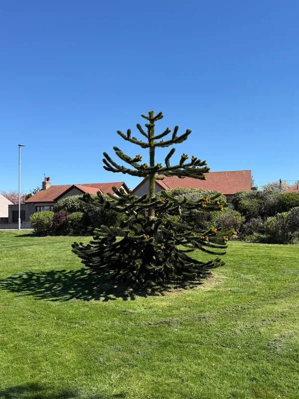 Baby monkey puzzle
