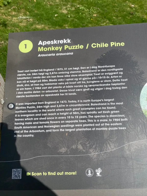 The largest Monkey Puzzle Tree in Norway