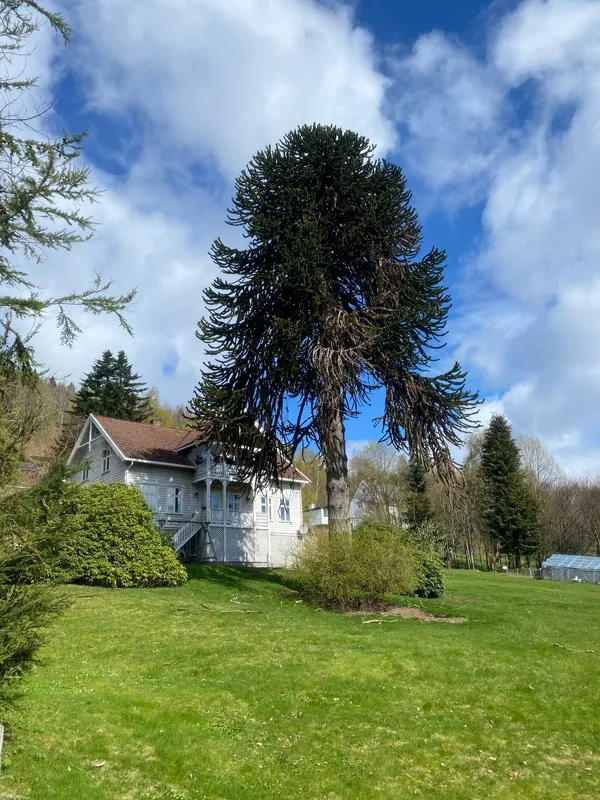 The largest Monkey Puzzle Tree in Norway